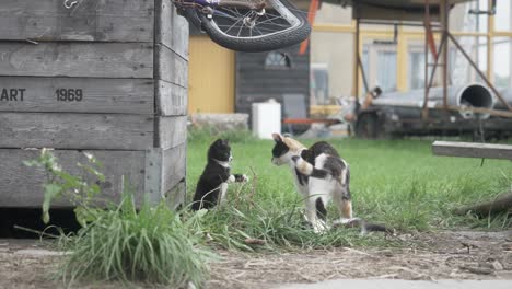 two kittens on a rustic farm playing with each other in the grass