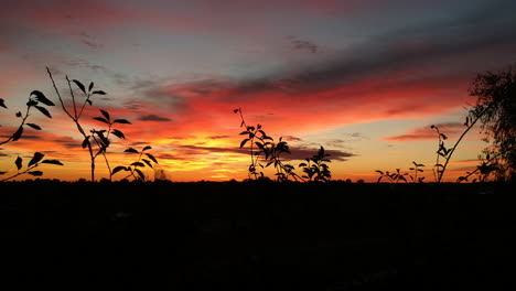 amanecer en colorado y copas de los árboles