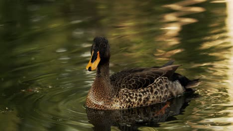 Gelbschnabelente,-Die-Auf-Dem-Teich-Schwimmt