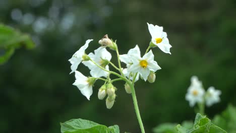 la papa es un tubérculo almidonado de la planta solanum tuberosum y es un tubérculo originario de las américas