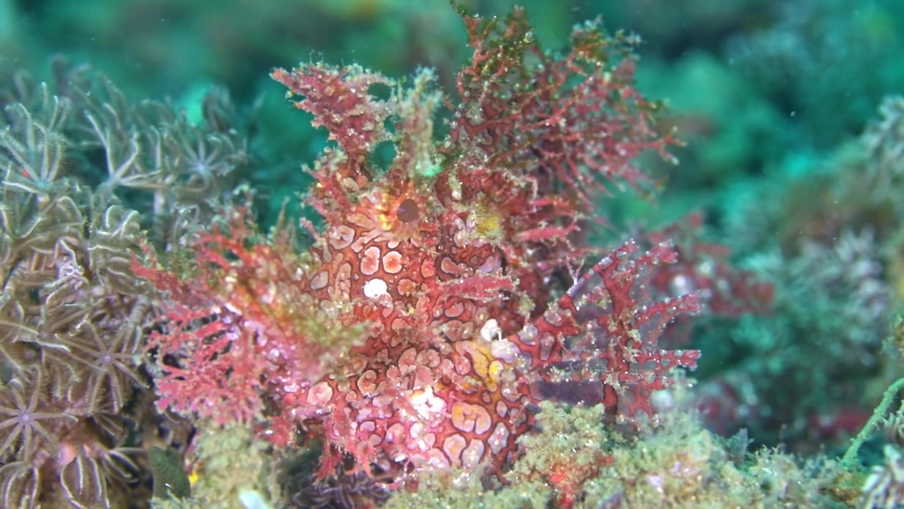 Video subacqueo 4K ad alta risoluzione che cattura un raro scorfano Rhinopias frondosa (Rhinopias frondosa) dai colori vivaci e dall'aspetto frondoso, seduto completamente immobile sul fondale dello Stretto di Lembeh, Indonesia