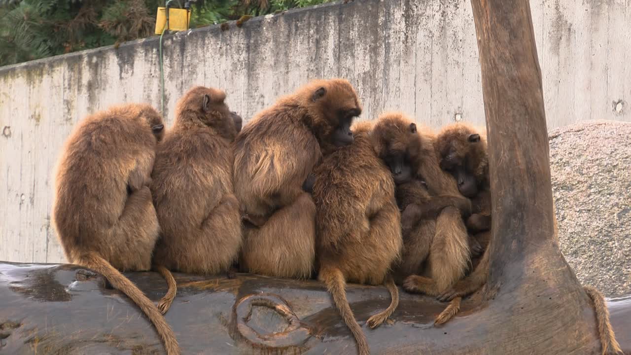 grupos de monos calentándose unos a otros de la lluvia en el zoológico