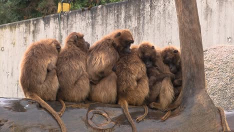 grupos de monos calentándose unos a otros de la lluvia en el zoológico