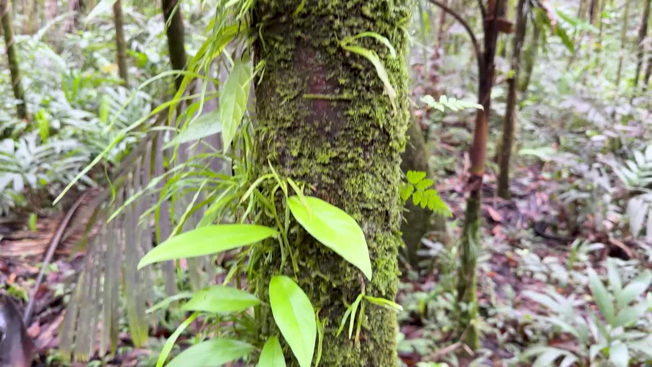 Kemiringan vertikal lambat menampilkan batang pohon yang tertutup lumut dengan tanaman rambat dan pakis epifit.