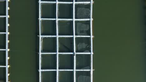 fish farmer throwing food pallets into square cages filled with freshwater fish, pisciculture