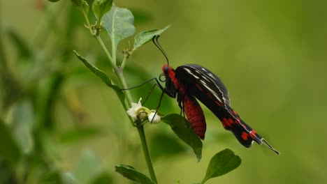 butterfly wings -red - green leafs