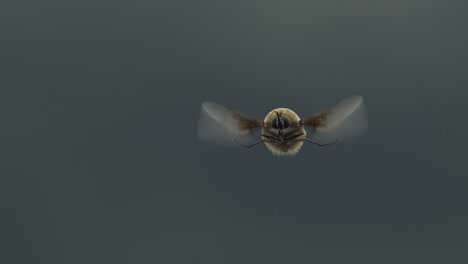 Cinemagraph-Einer-Hummel-Im-Flug