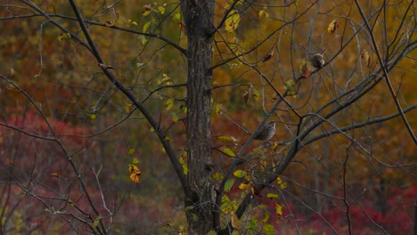 Un-Par-De-Gorriones-Saltando-Sobre-Las-Ramas-De-Los-árboles-En-Un-Colorido-Día-De-Otoño