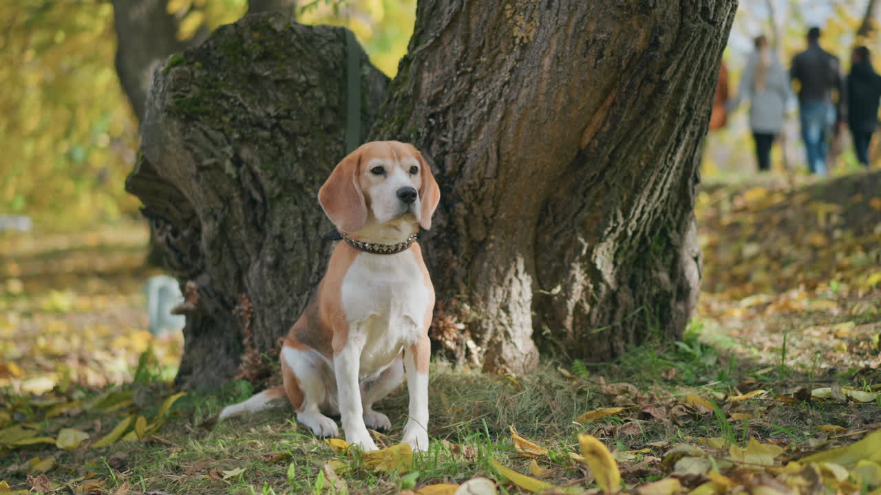 beagle dog sits quietly on leash beside tree in autumn park, gazing into distance with contemplative expression while three people walk past in soft focus background among fallen leaves