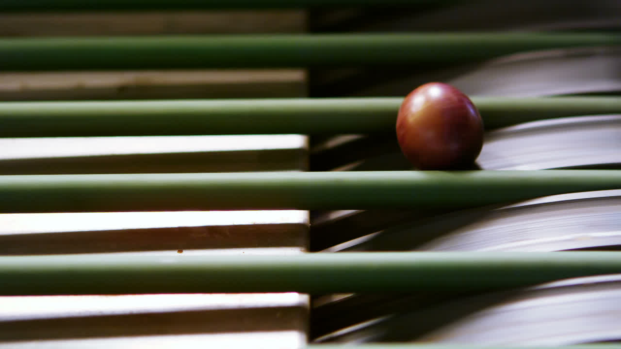 aceitunas frescas que se transportan en cinta transportadora