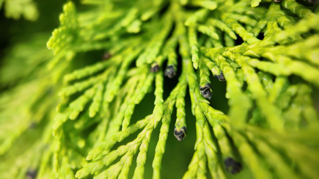 Affascinante vista macro del fogliame verde vibrante di cipresso di Lawson, che mostra intricati dettagli botanici e nuova crescita.