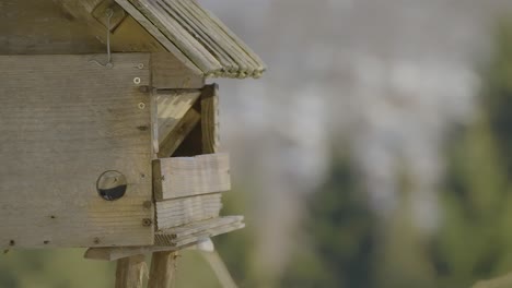 closeup of a birdhouse with colorful birds flying in and out searching and eating food at winter time in nature captured in slow-motion at 240fps