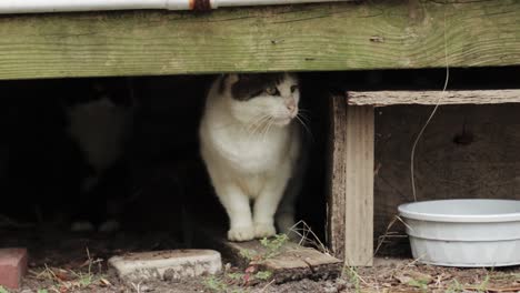 white stray cat hidden under wood walks out into open