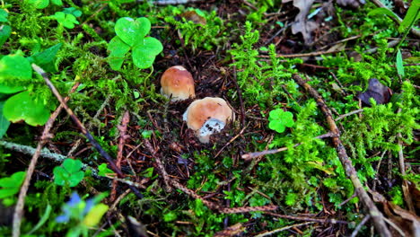 the mushrooms brown color growth on wet forest