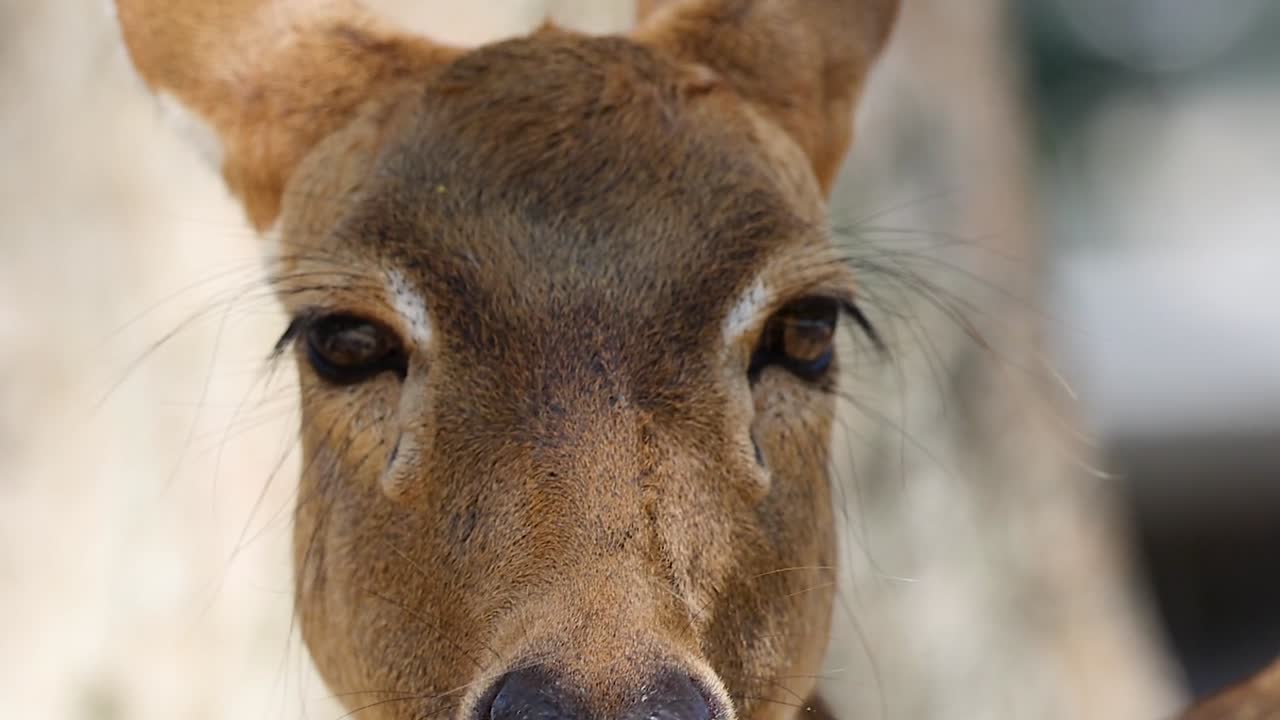Detailed view of an antelope's face, highlighting its eyes, ears, and fur in a serene setting.