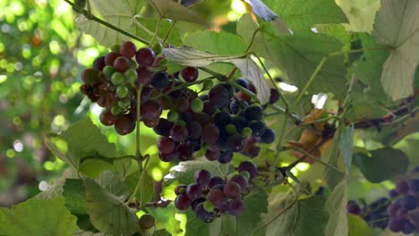 uvas que crecen en una vid