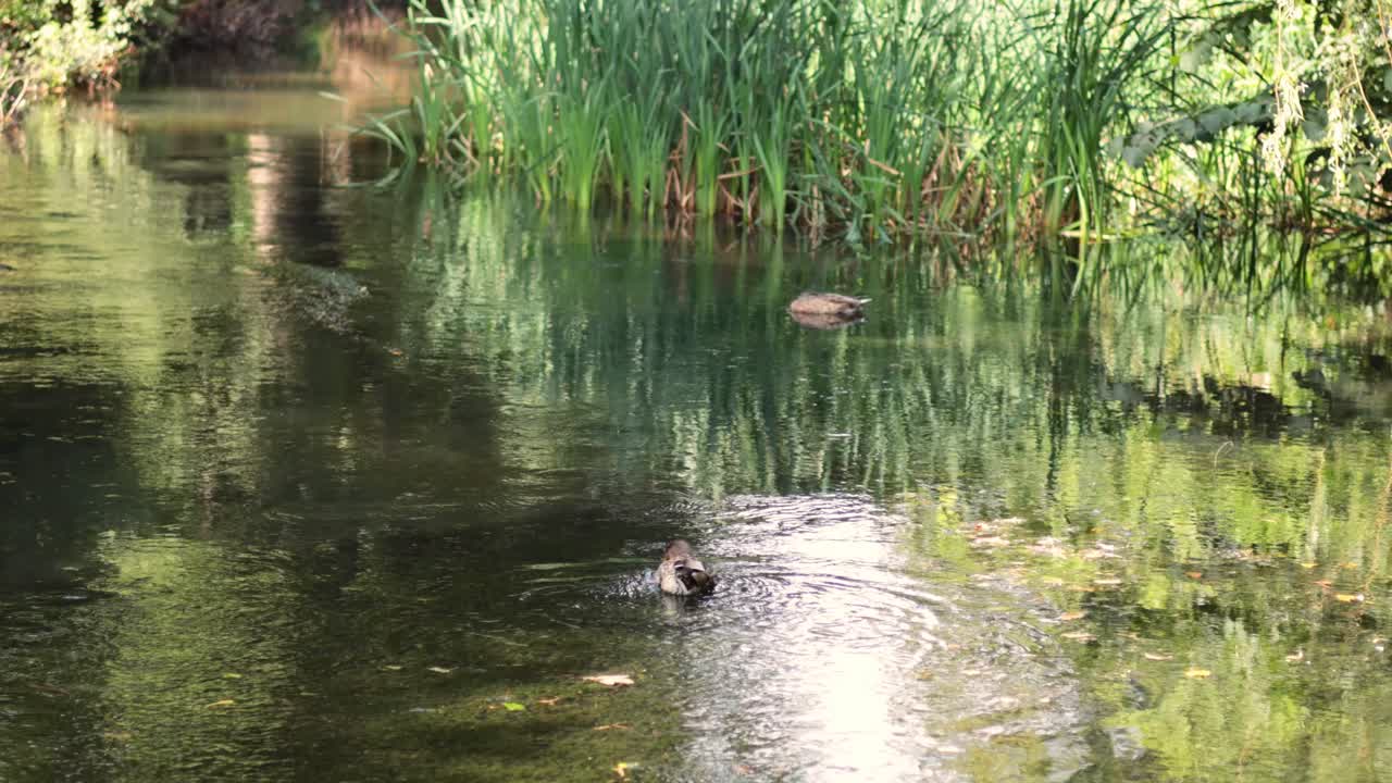 Eine Ente schwimmt in einem ruhigen Gartenteich