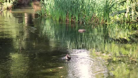 a duck swims in a serene garden pool