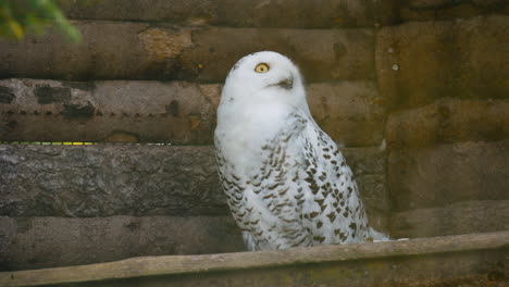 close view of snowy owl next to wooden building turning its head