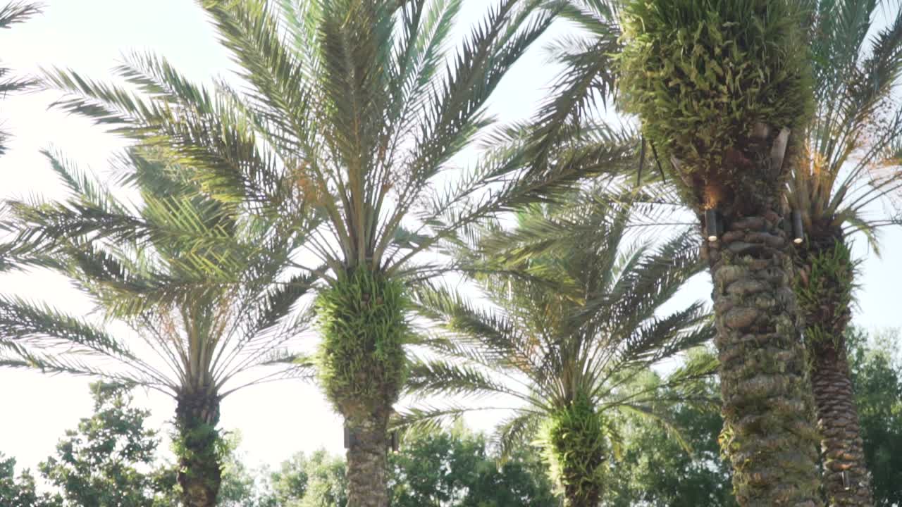 Palm Trees on a Warm Summer Day