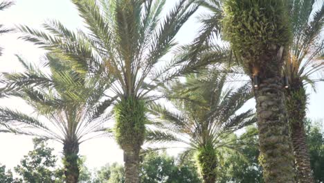 palmeras en un cálido día de verano