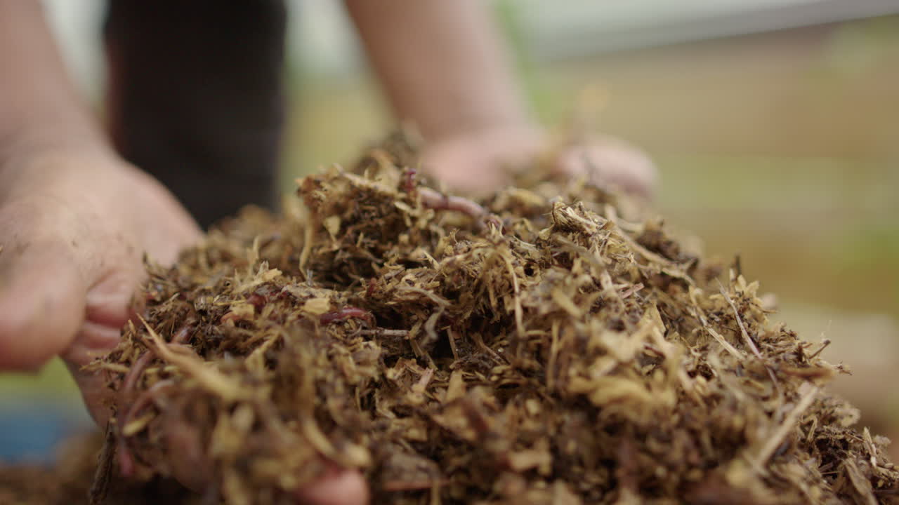 자급 자족 - 퇴비 재료, 어두운 피부에서 벌레가 검사됩니다.