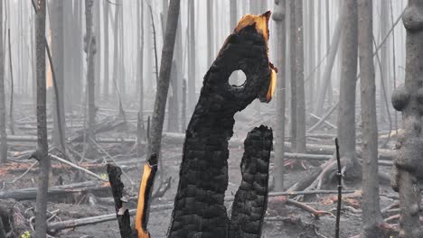 charred woods with smoke and ash after forest fire in sudbury, canada