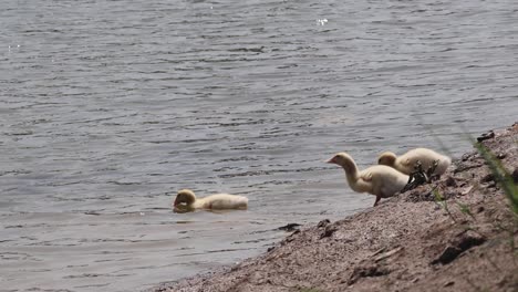 ducklings enter water, following their mother's lead