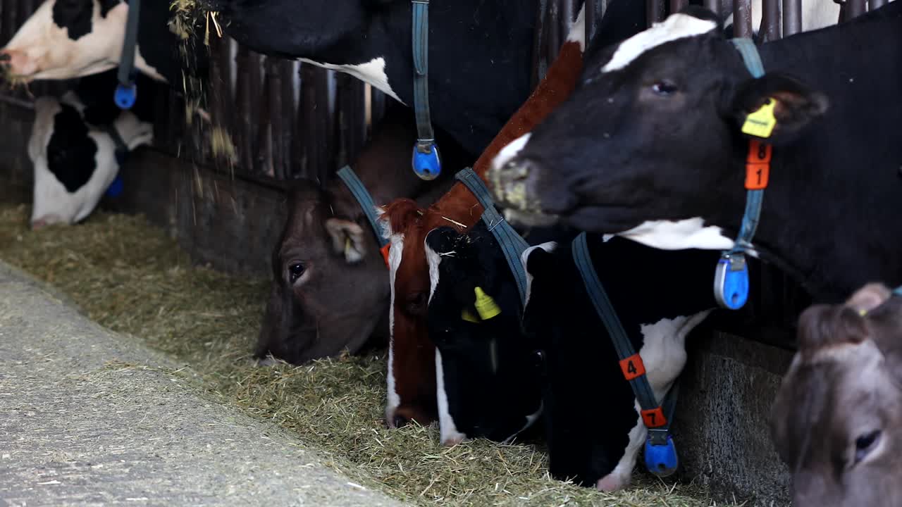 Images of cows eating hay in the barn