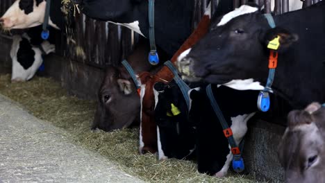 images of cows eating hay in the barn