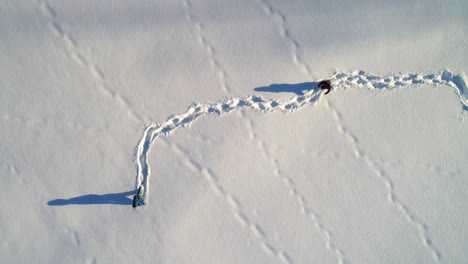 kids playing on a snowy area 4k