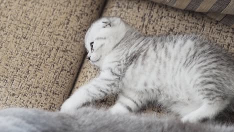 scottish fold kitten lying on the couch