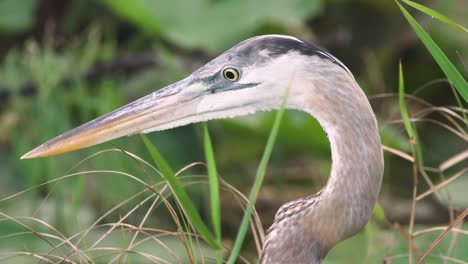 Gran-Retrato-De-Pájaro-Garza-Azul-Con-Follaje-Ventoso-De-Cerca