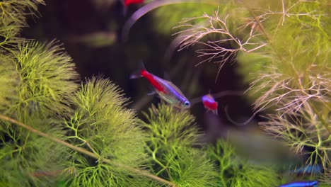 el neon tetra (paracheirodon innesi) es un pez de agua dulce de la familia de las caracinas.