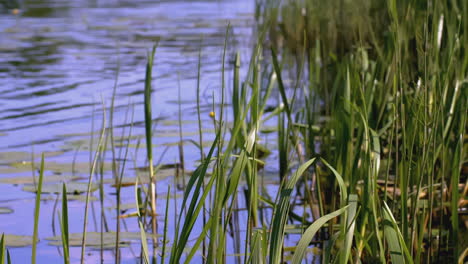 lake with reeds and lily pads