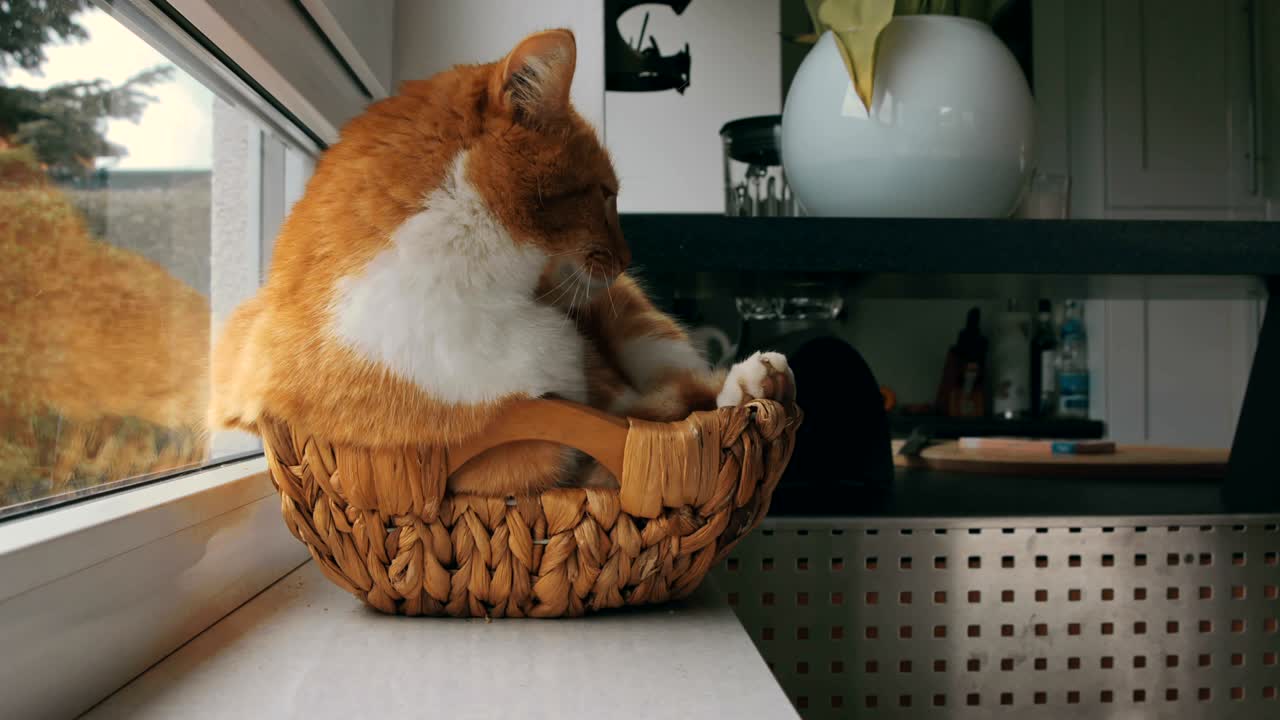 Cat Inside a Small Wicker Basket