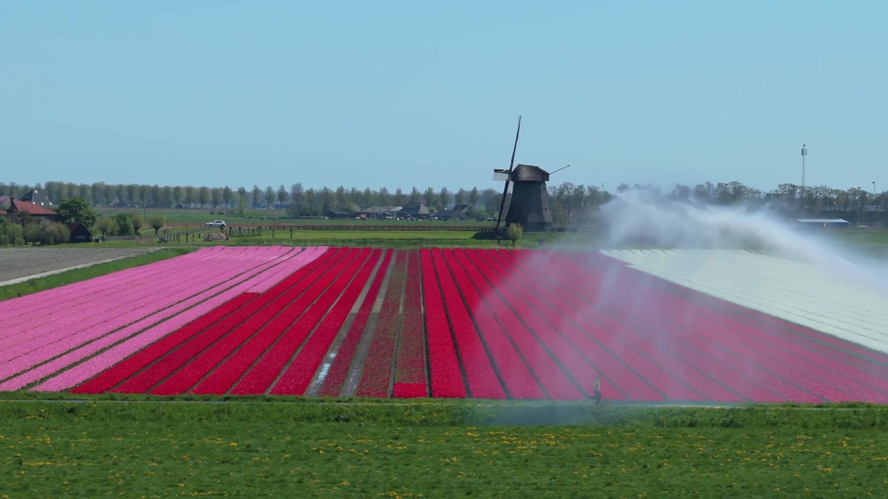 Contadino che cammina mentre un grande sistema di irrigazione agricolo a sprinkler innaffia un bellissimo campo colorato di tulipani nei Paesi Bassi