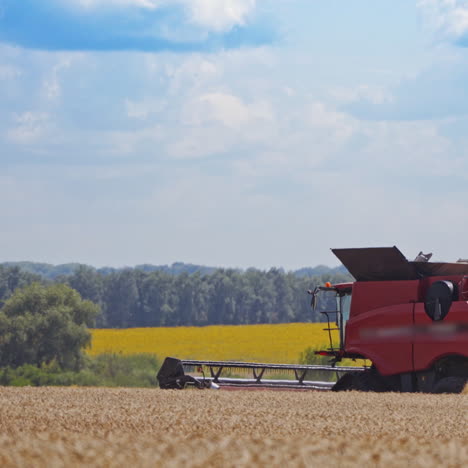 red harvester works in the field. combine harvester collects ripe golden wheat on the field. wheat harvesting in summer. the concept of agriculture.