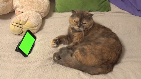 4k.  side view. cat, lying on the bed, using a smartphone with a green screen mockup.