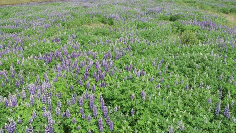 aerial view of lupine flowers blooming in iceland lush landscape.