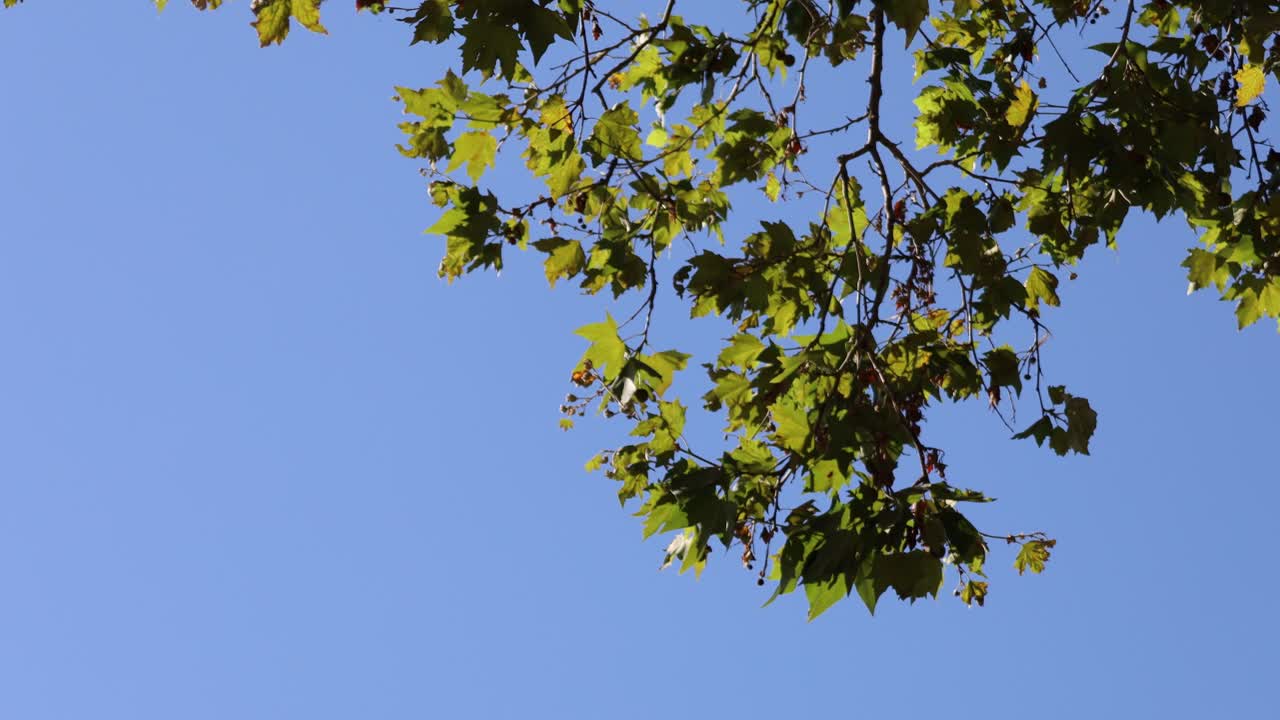Vibrant green leaves and branches move gently in the breeze under a bright blue sky, capturing the calm and beauty of nature