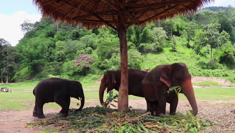elephants in the shade eating next to each other in slow motion