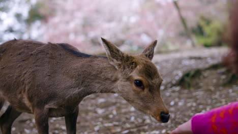 Una-Mujer-Alimentando-A-Adorables-Ciervos-En-El-Parque-De-Nara,-Japón.