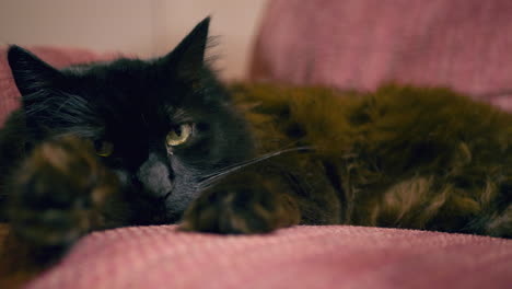 A-fluffy-black-car-relaxing-in-a-recliner-in-slow-motion