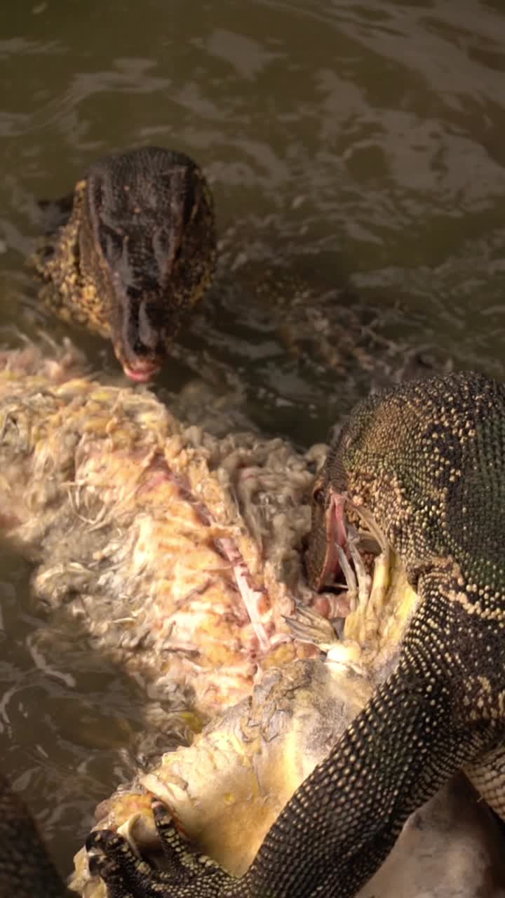 A captivating slow-motion scene of a monitor lizard feeding on fish in Lumphini Park, capturing the raw power and grace of nature in Bangkok's urban heart.
