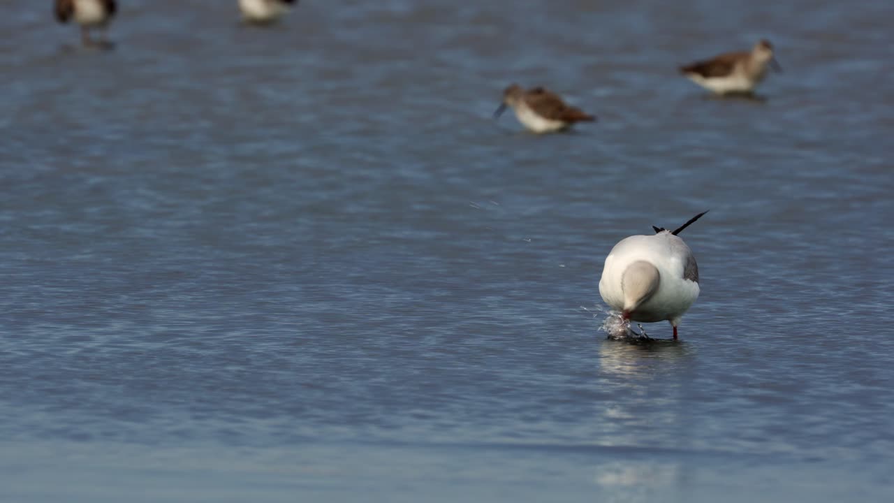 바다에서 회색 머리 갈매기와 윌슨의 phalaropes
