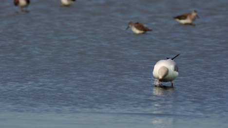 Una-Gaviota-De-Cabeza-Gris-Y-Falaropos-De-Wilson-En-El-Mar