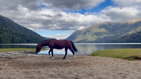 a horse walking along a sandy beach with mountains and a lake in the background in patagonia