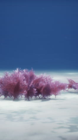 pink coral underwater