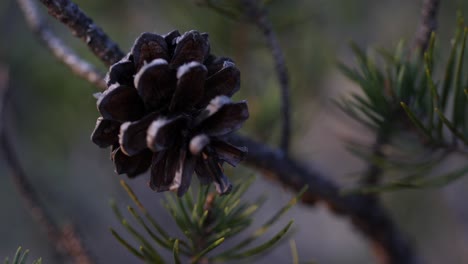 pine tree cone close up handheld